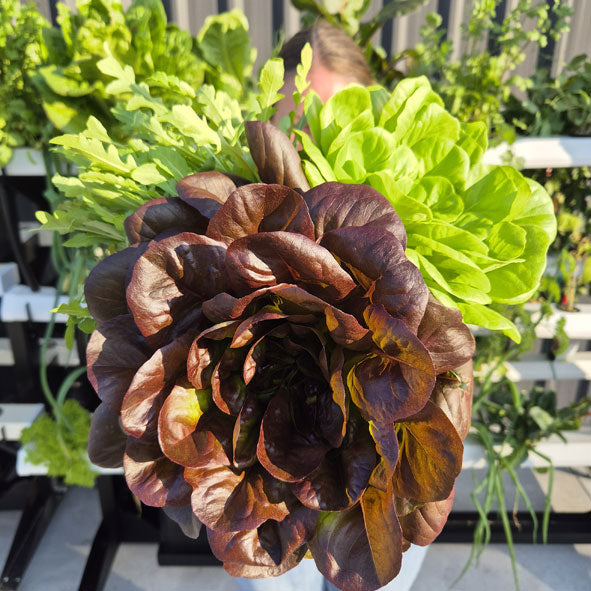 Your hydroponic growing questions, My Green's answers