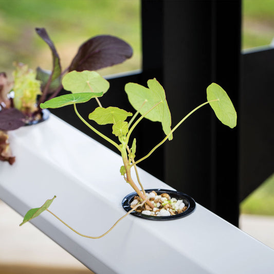 The Rising Cost of Vegetables in New Zealand – and How a Hydroponic Garden Can Help