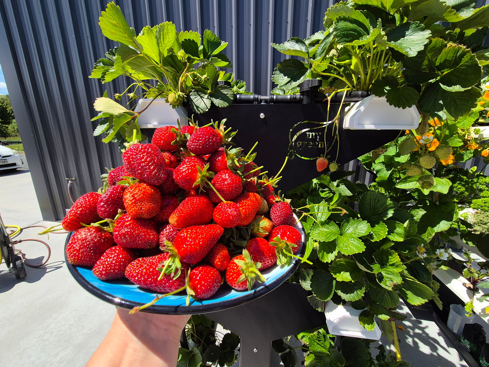 Growing strawberries with hydroponics