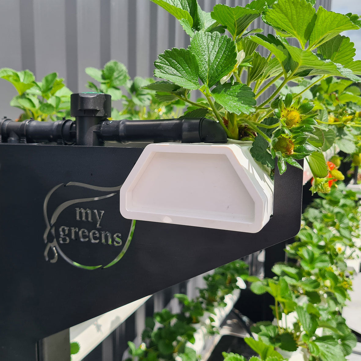 Strawberry-hydroponic-system