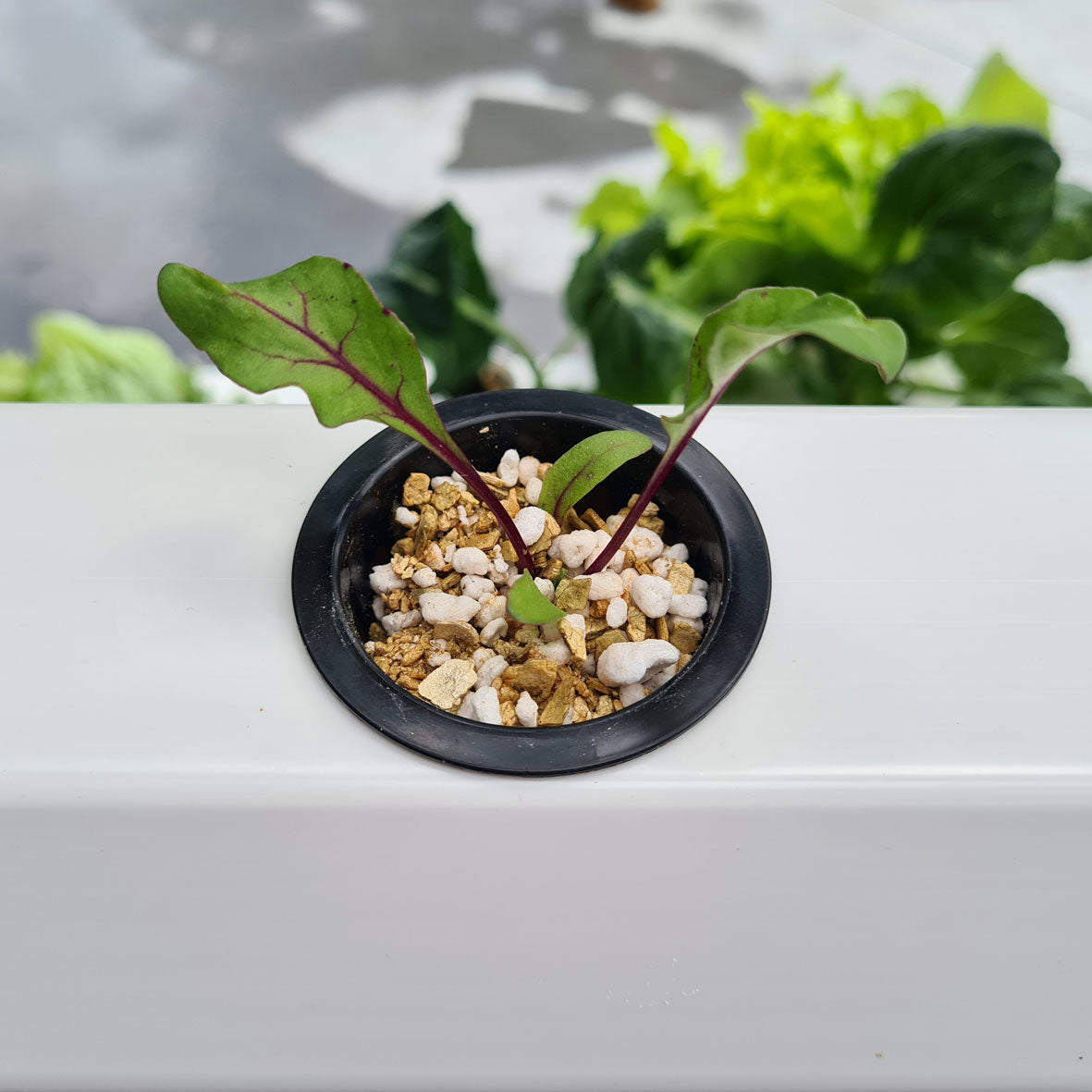 Grow beets in nft system