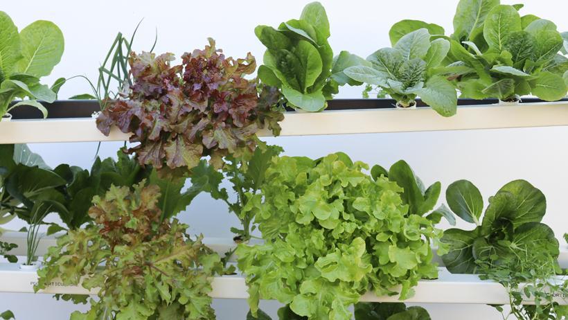 Collections - My Greens Hydroponics