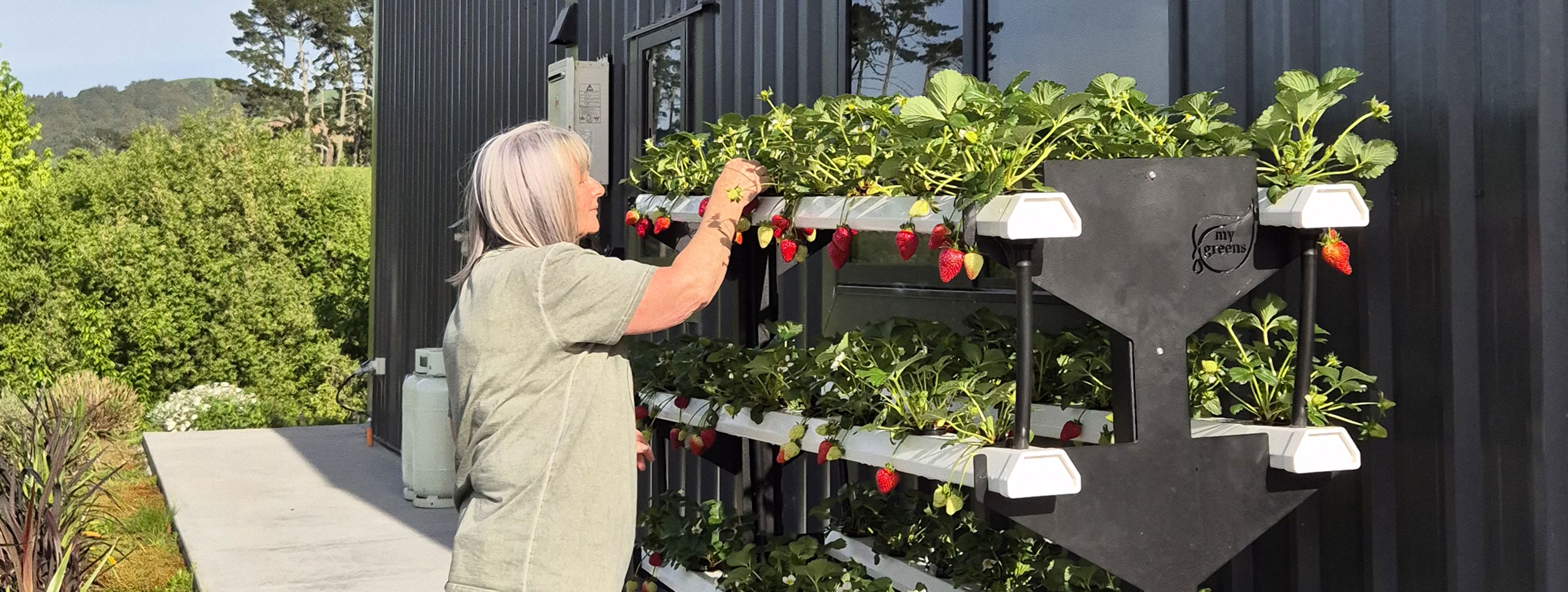 Growing fresh food with My Greens hydroponics