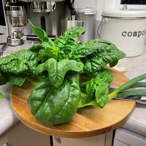 Hydroponic Towers NZ