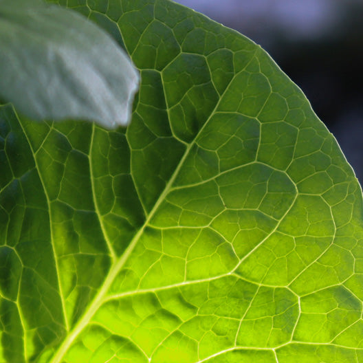 Fast growing vegetable gardening NZ