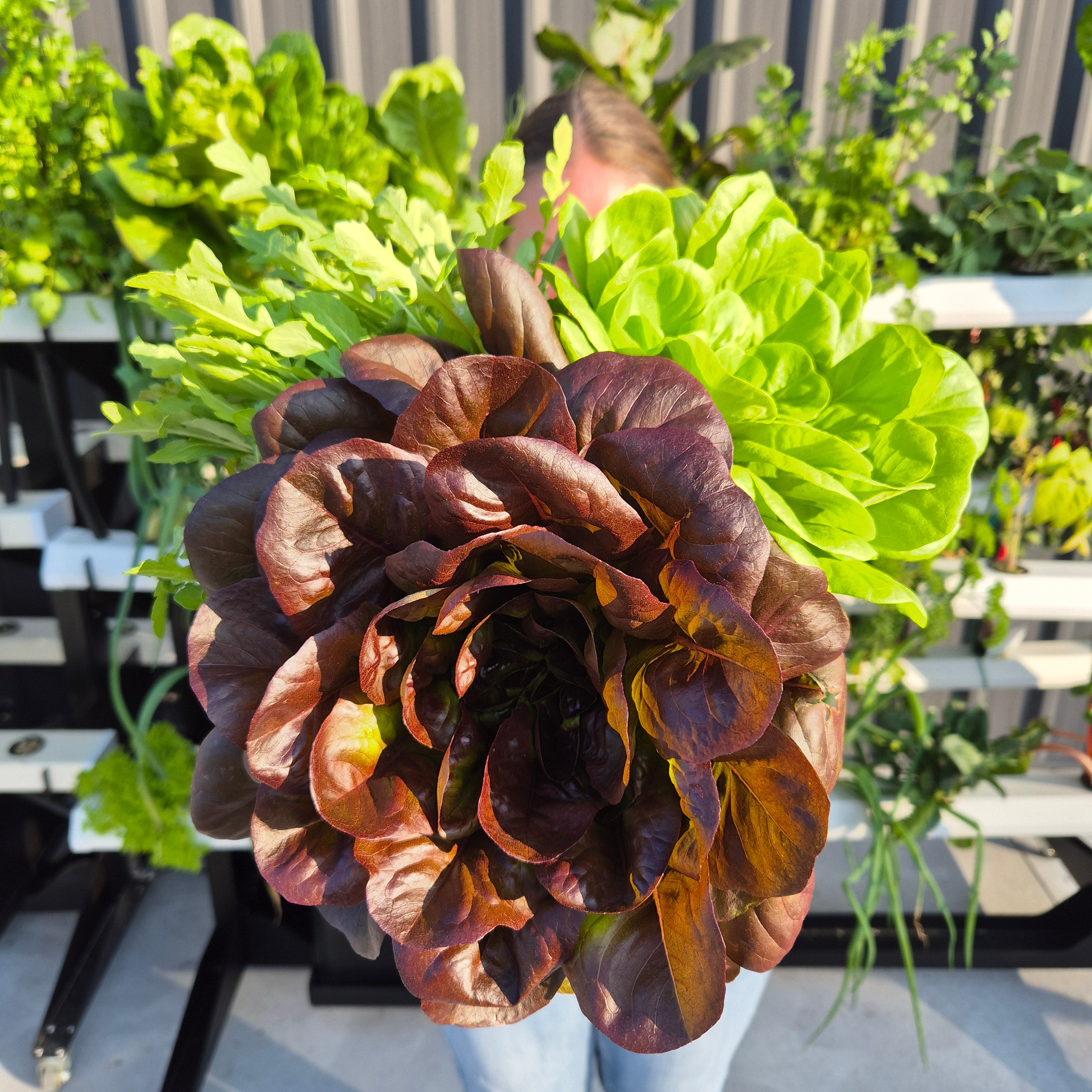 Grow many types of lettuces with hydroponics