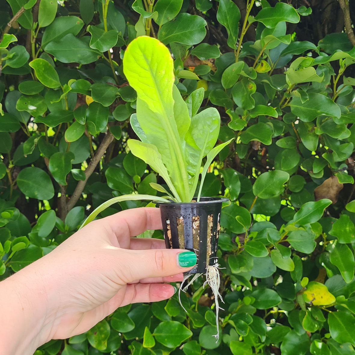 Hydroponic net cup in black, reusable grow pot