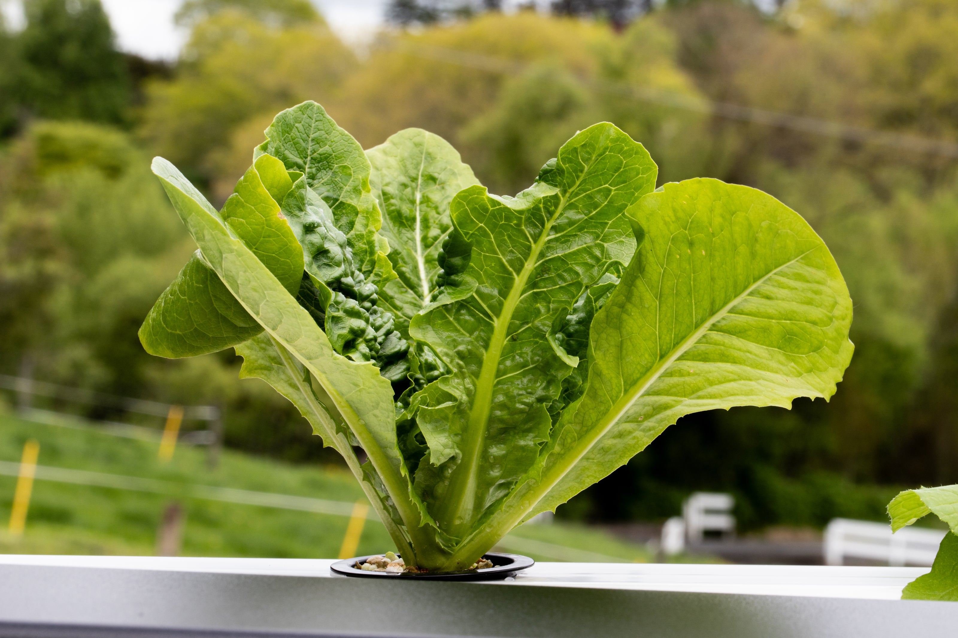 Lush green lettuce for salads, grown hydroponically