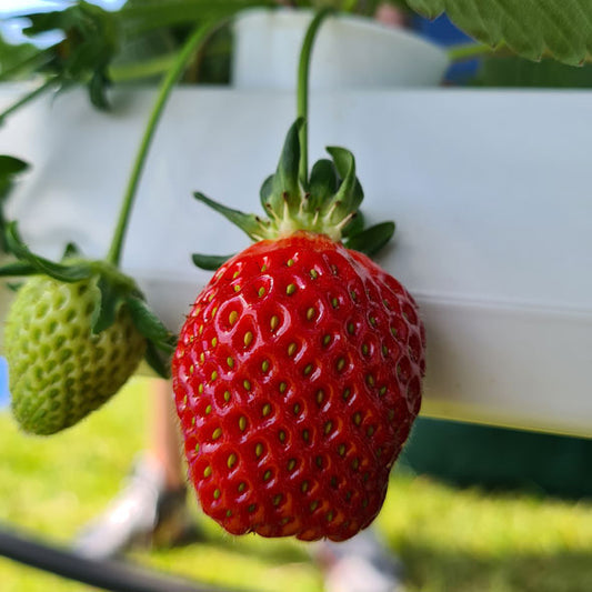 Hydroponic Strawberry Nutrient Mix - Parts A + B