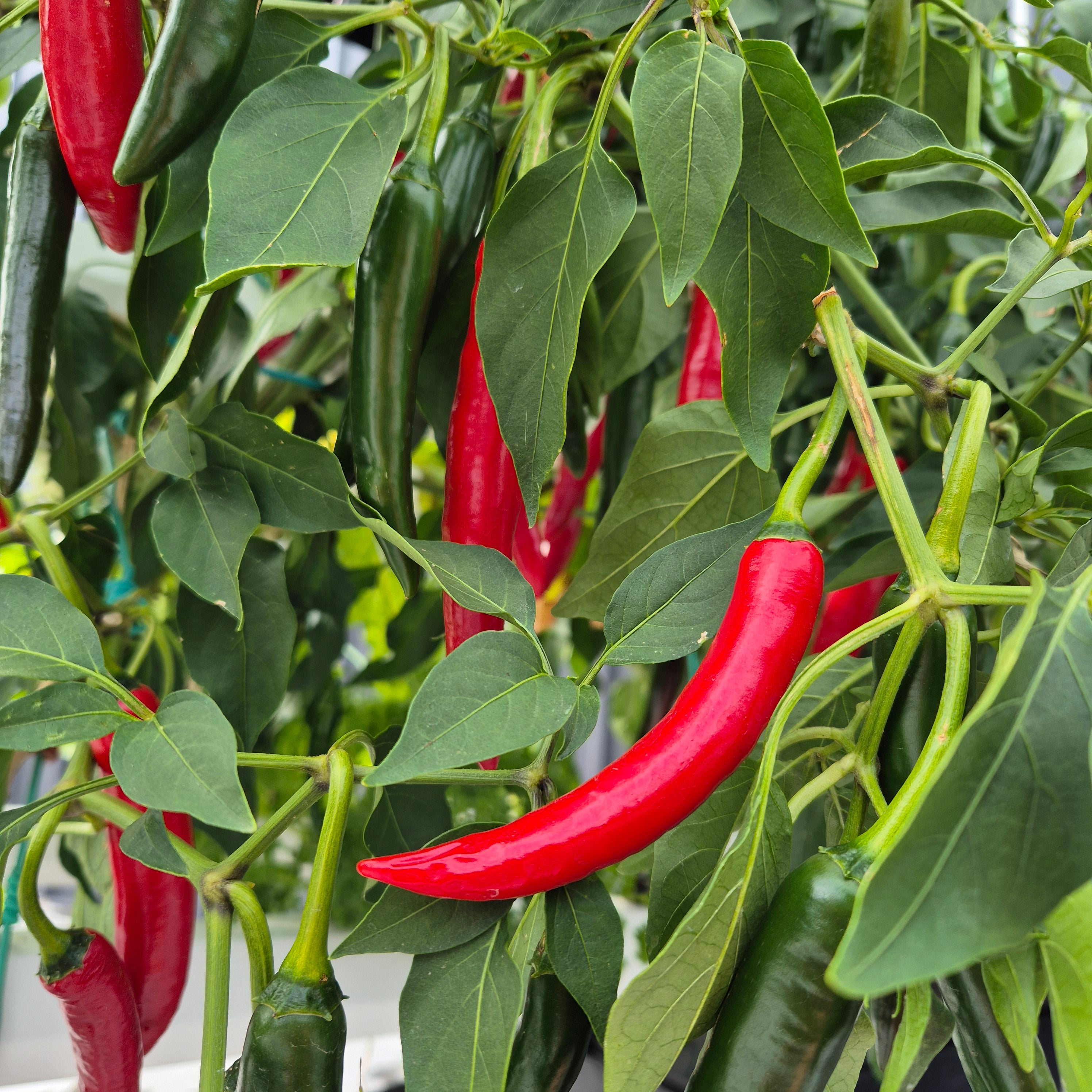 Chillis grown in a New Zealand hydroponic system
