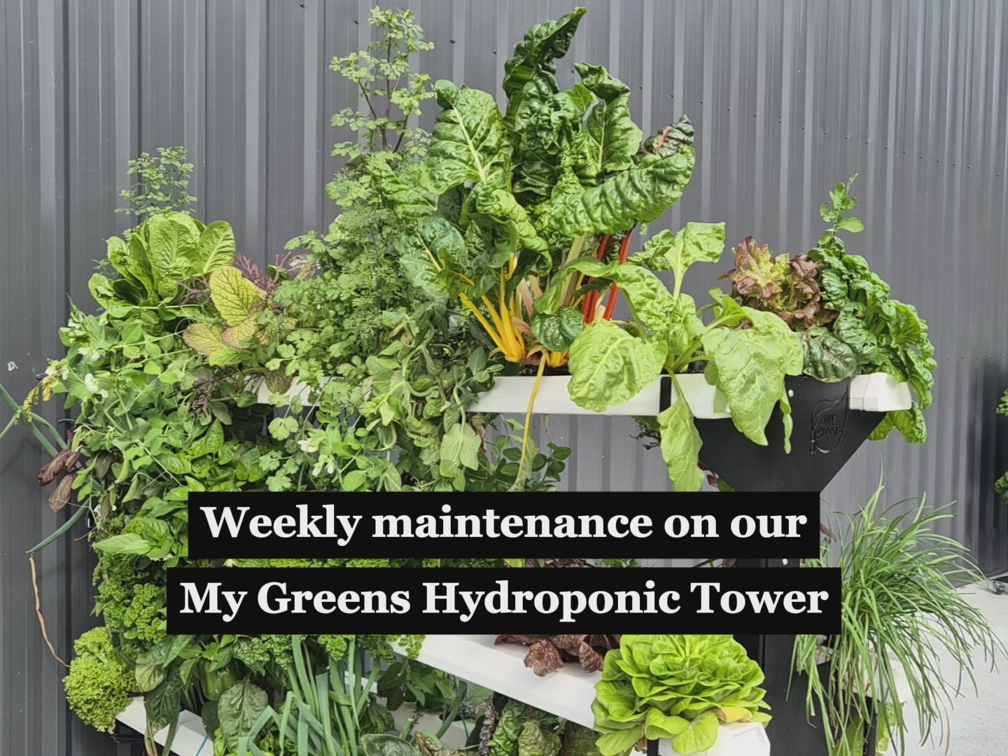 Load video: A video explaining how to maintain a My Greens Hydroponic Tower, including managing pH levels, managing EC levels and general cleaning requirements.