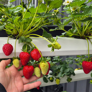 Hydroponic Strawberry Nutrients - Parts A + B
