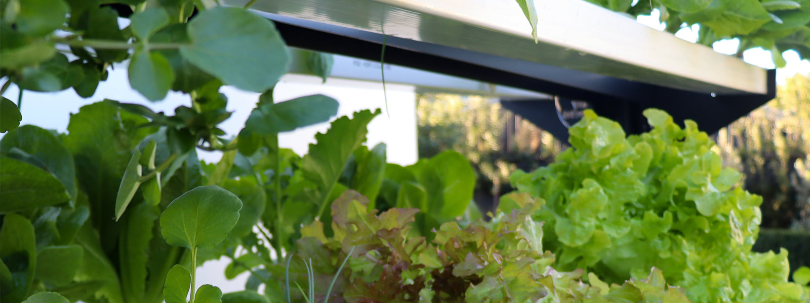 Leafy green lettuce growing in the My Greens hydroponics tower.