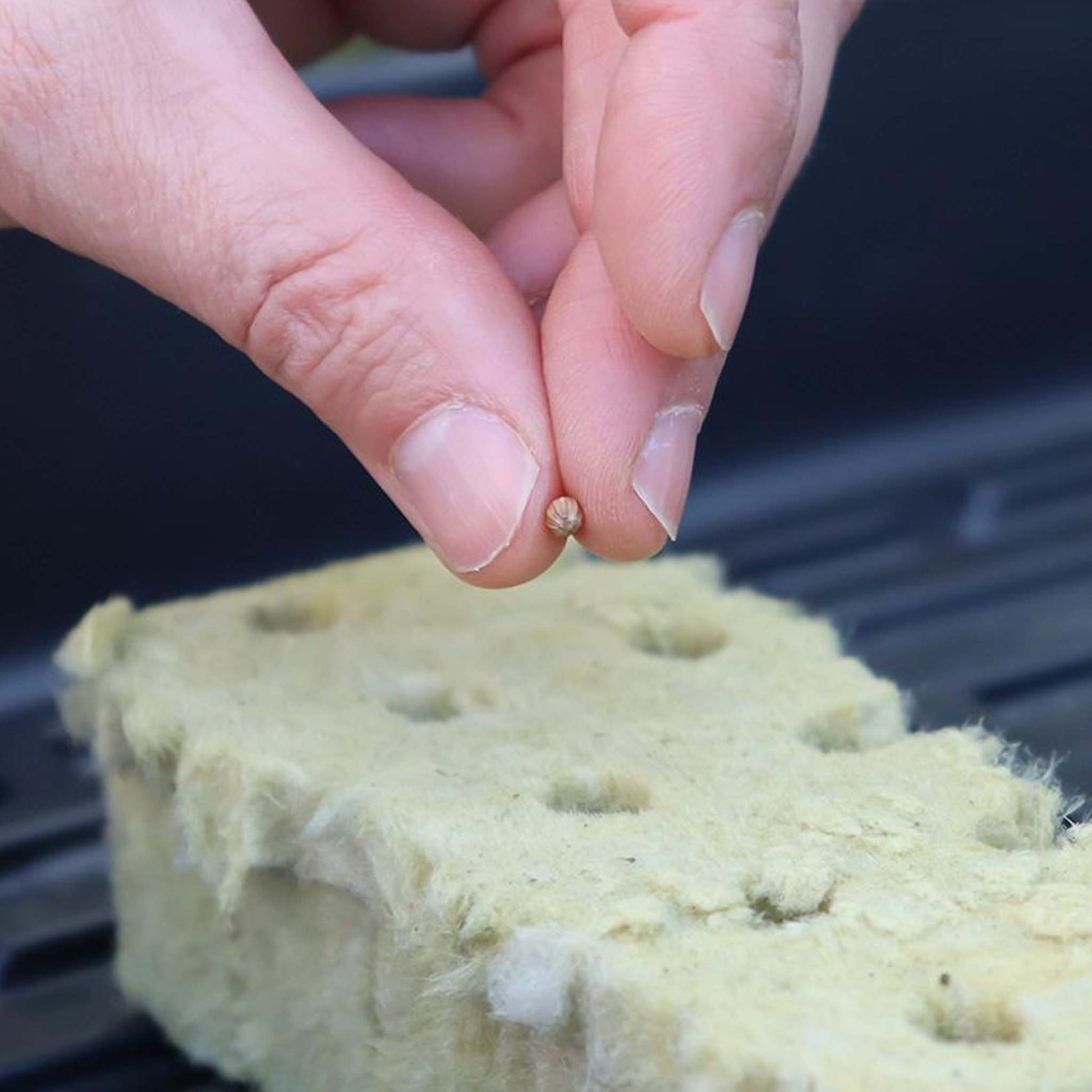 Inserting a seed into a Rockwool cube.