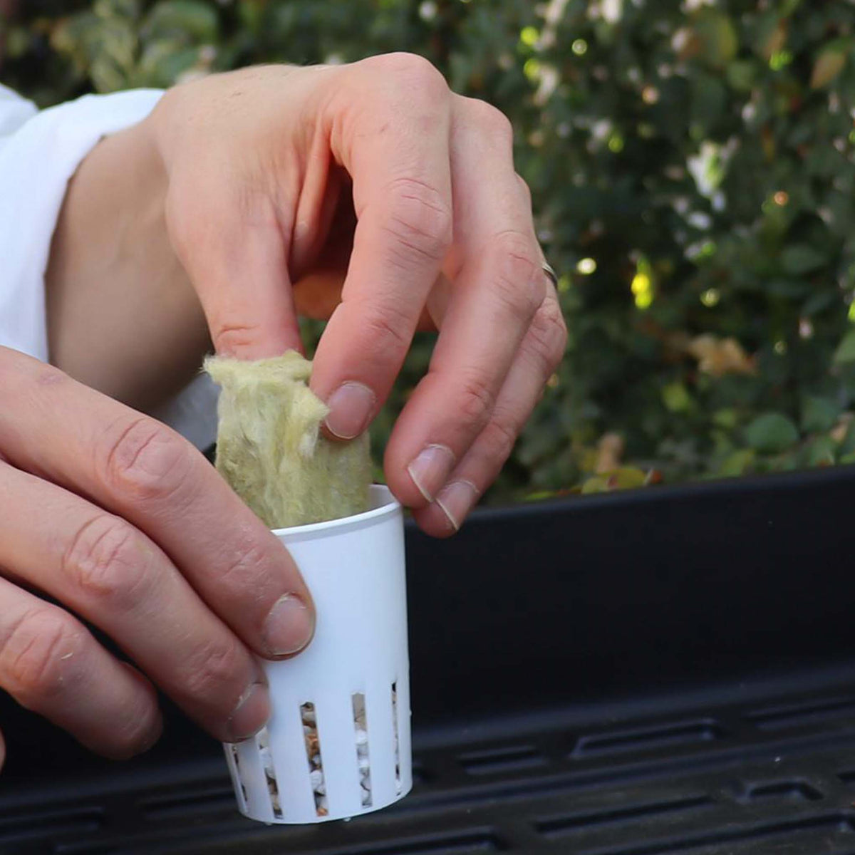 Rockwool cube being inserted into a slotted grow pot.