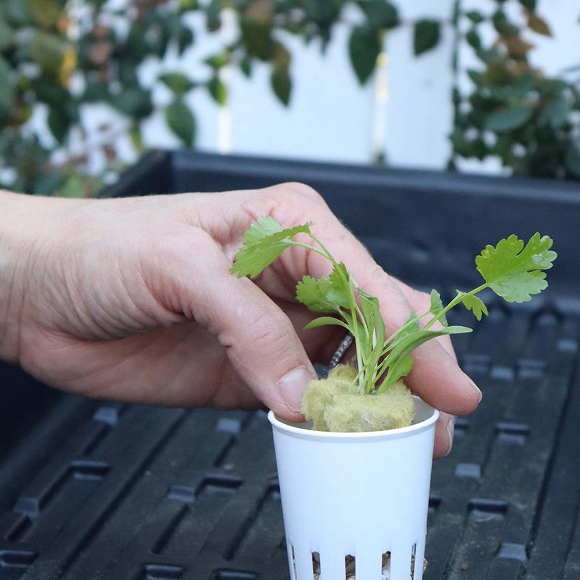 Seeding in slotted grow pot.