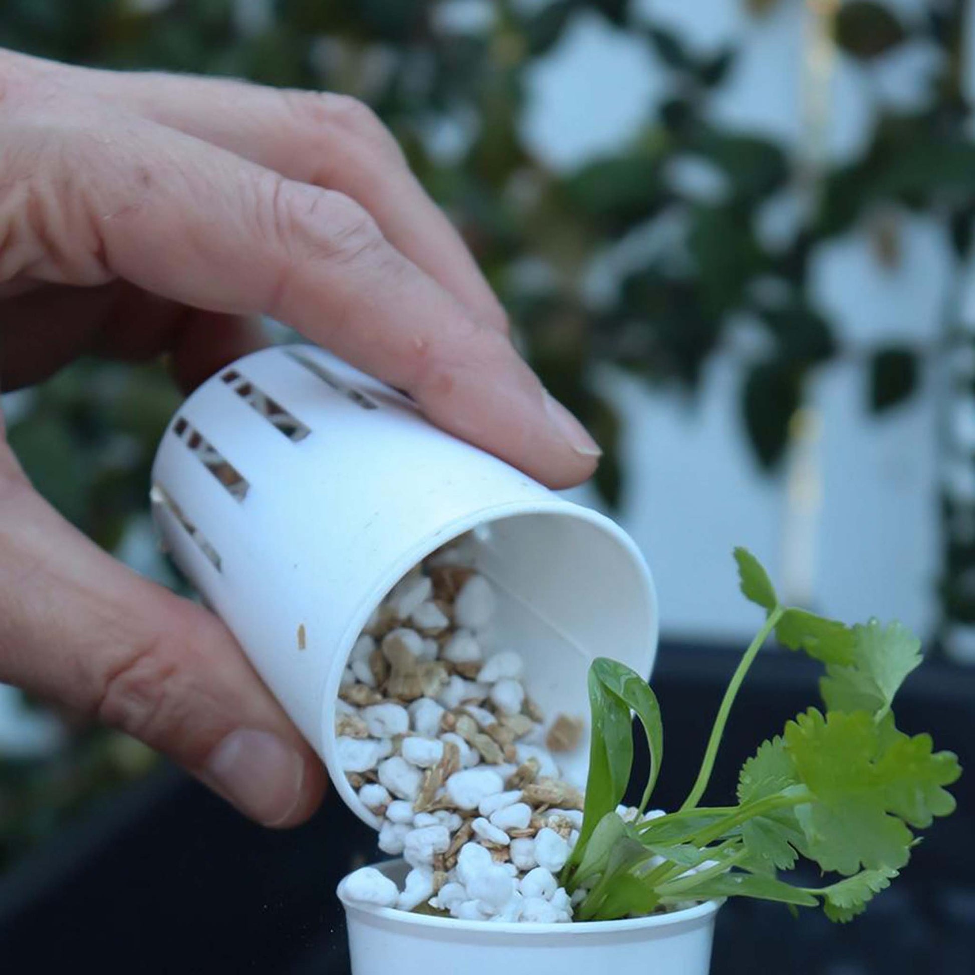 Tipping growing mix into a slotted grow pot with seeding..